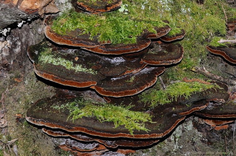 Aphyllophorales nella Tenuta di San Rossore